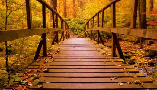 弥彦公園もみじ谷の紅葉の見ごろ！ライトアップが綺麗！混雑注意